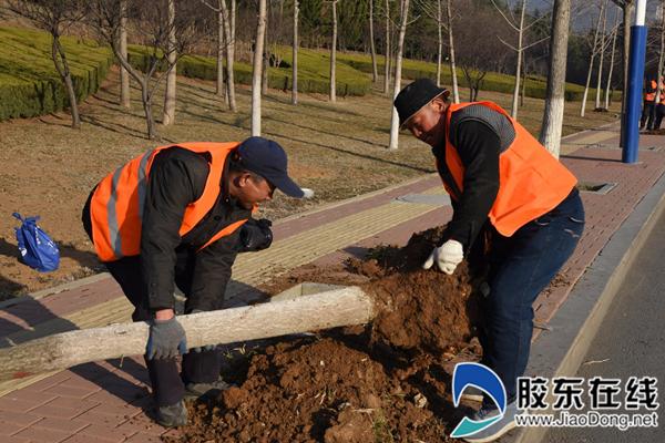 園林綠化揚善舉 煙臺城管職工"活雷鋒"(圖)_膠東頭條_手機膠東在線