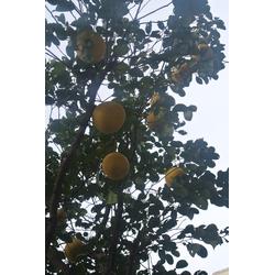 各種綠化樹批發 各種綠化樹供應 各種綠化樹廠家 