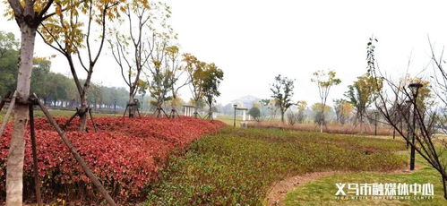 省級名單公布 義烏這兩個公園上榜