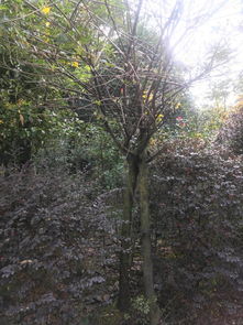 黃花槐批發基地 黃花槐基地 批發黃花槐