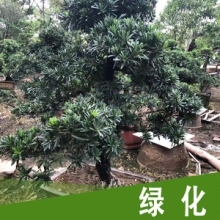 園林綠化工程圖片