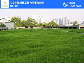 六安華煜園林工程公司 圖 小區高羊茅批發 石家莊高羊茅