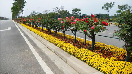 掌握市政工程道路園林綠化要點