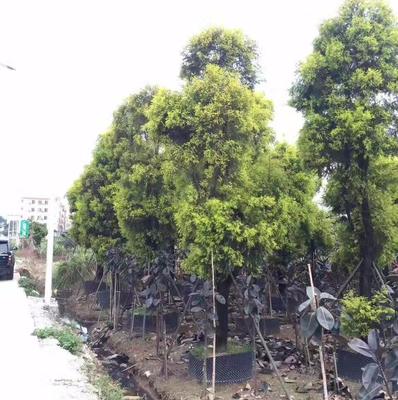 園林綠化工程施工圖片_高清圖_細節圖-廣州市鑫善園林綠化工程 -