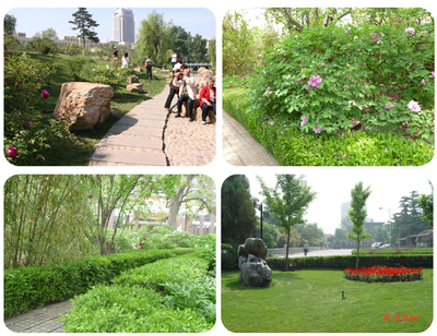 景觀綠化工程 承接牡丹園規劃 公園造景花卉 紫斑牡丹
