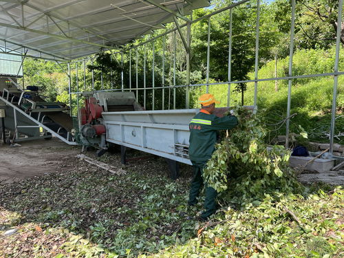 天臺縣 探索建立園林綠化垃圾資源化利用體系 為垃圾分類工作助力增效