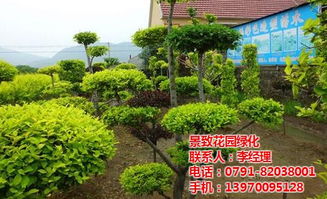 星子縣綠化 景致花園綠化 南昌園林綠化施工方案售后服務 歡迎光臨 官方網站