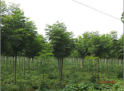 供應園林綠化配套施工設置-威海華興綠化工程