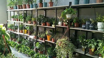 專業綠植租擺,園林綠化養護,庭院景觀