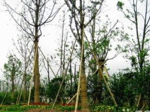 圖 廣州綠化公司,園林綠化養護,,園林綠化工程施工維護 廣州鮮花綠植