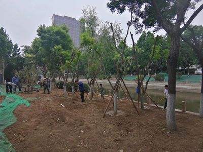 【原山大綠化時代】雨天不停工,綠化工程建設持續推進!