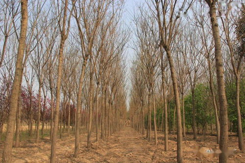 城市園林景觀綠化施工中喬木栽植及養(yǎng)護(hù)技術(shù)研究