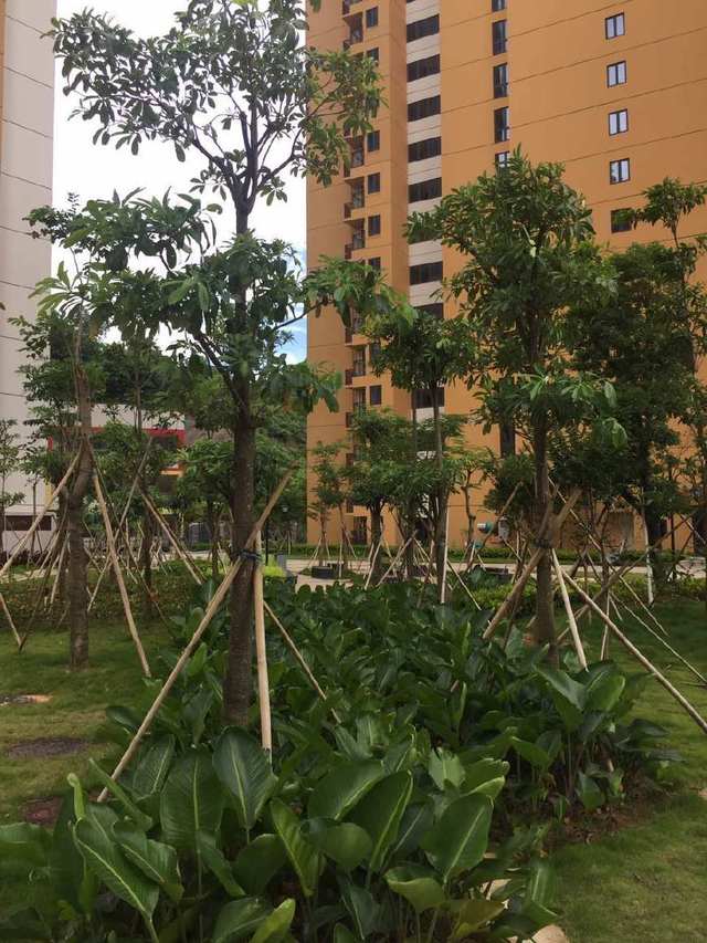 大業園林綠化工程案例 深圳羊臺苑小區綠化工程 二期