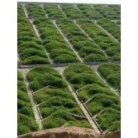 福建園林專用綠化草籽花種大量批發(fā)13696958112