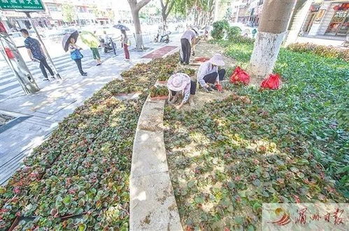 改善生態(tài)宜居環(huán)境 市區(qū)主干道園林綠化改造提升有序推進