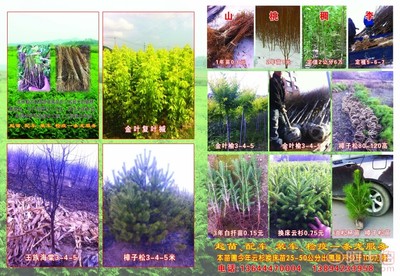 【吉林|園林綠化工程施工組織設(shè)計方案】 - 產(chǎn)品庫