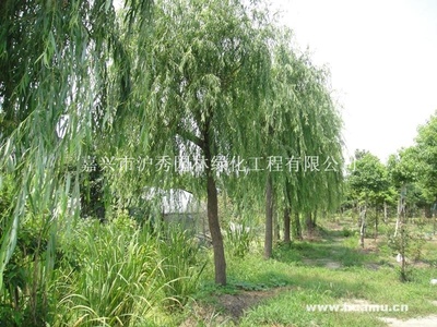 【垂柳供應|園林工程的施工及養護;綠化樹木的種植、銷售嘉興市滬秀園林綠化工程商鋪
