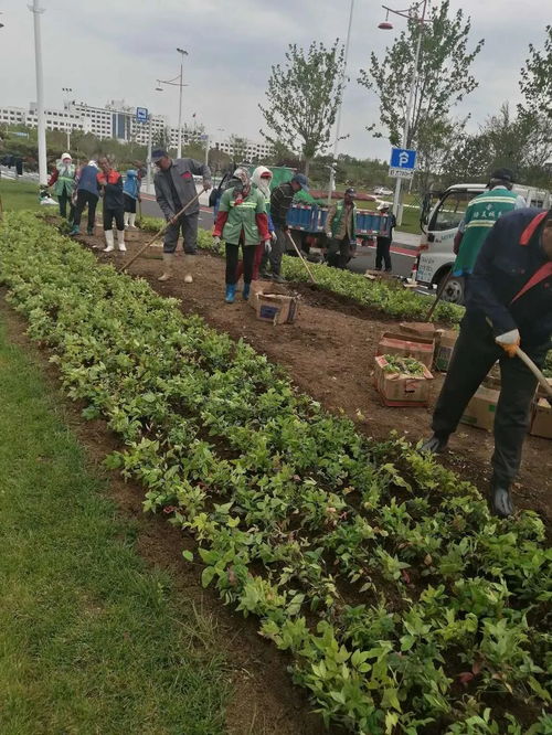 園林中心冒雨施工 加速推進城區(qū)綠化工程