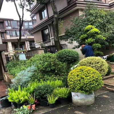 焦作園林綠化升級改造 校區(qū)綠化花鏡施工草花造型設計擺放