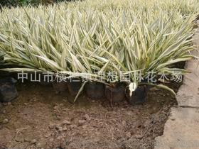 【供應小蚌蘭中山理想園林綠化工廠區設計施工種植養護工程】價格,廠家,圖片,灌木,中山市橫欄鎮理想園林花木場-