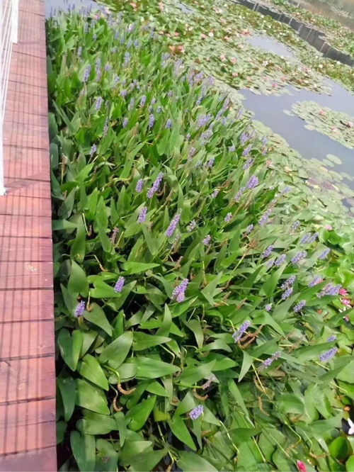 恭喜河北碧芊園林綠化工程入駐苗木通 生態浮島專供