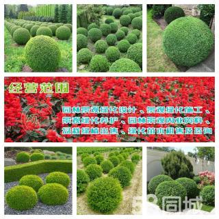 小葉女貞造型盆景樹樁灌木球小區(qū)學校廠區(qū)別墅酒店工程園林景觀綠化設計施工