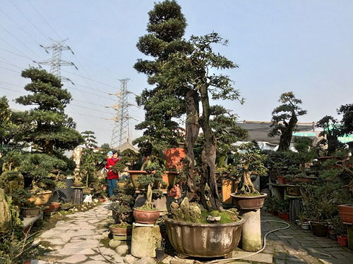 成都市光和園林藝術(shù)有限責(zé)任公司專(zhuān)業(yè)從事園林綠化的設(shè)計(jì)施工