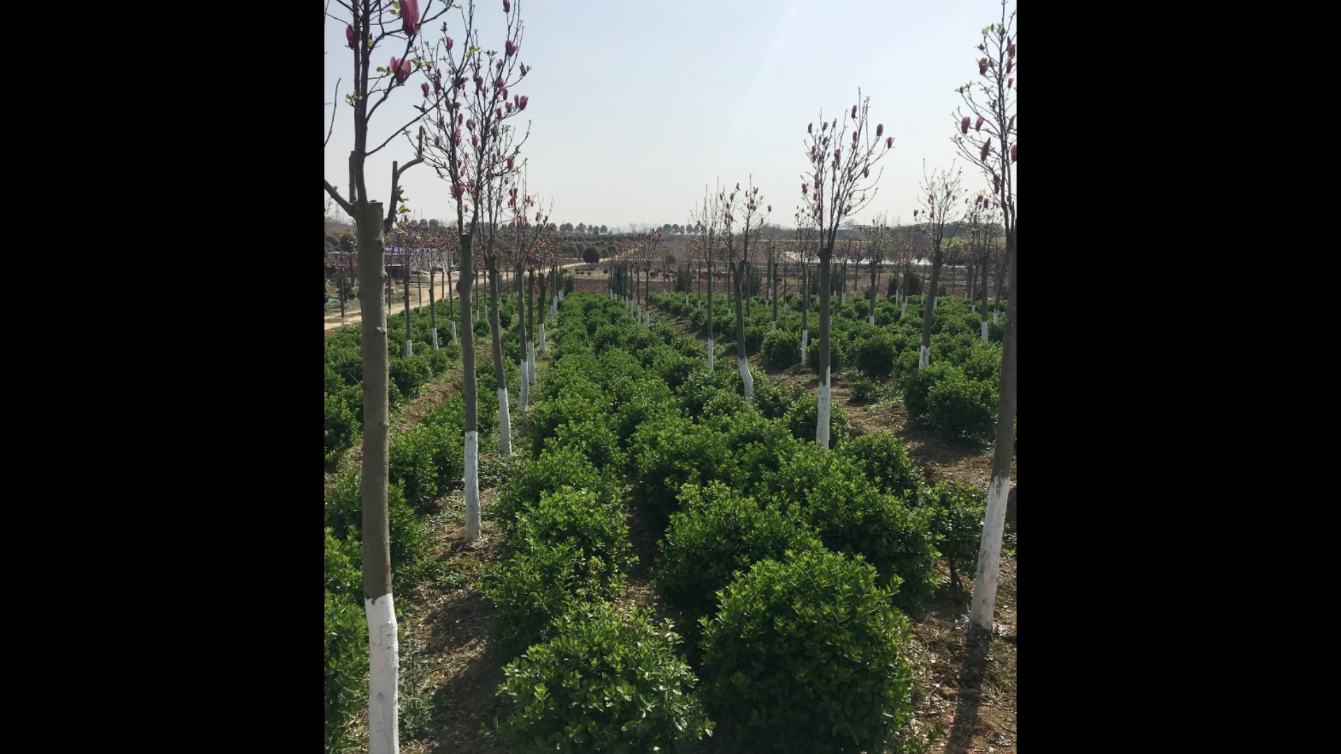本公司從事園林綠化景觀工程(單位、工廠、公園、小區(qū)、私人庭院、別墅、空中花園等)設(shè)計、施工、養(yǎng)護、苗木種植、銷售服務(wù)!歡迎致電咨詢!15971188187熊先生