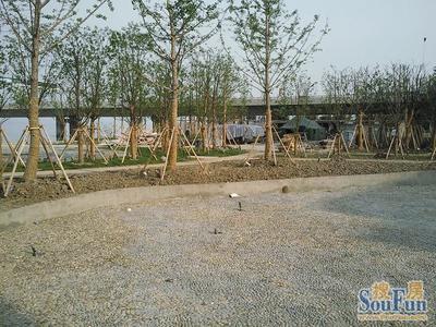 江蘇園林草花植物_co土木在線(原網易土木在線)
