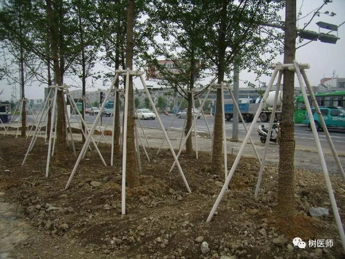 濟(jì)南市歷下區(qū)人民政府 學(xué)習(xí)園地 三伏天栽樹如何做到100 成活率 園林施工員必收藏