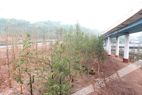 渝遂立交配套綠化工程5月完工 綠化面積約6萬(wàn)平方米