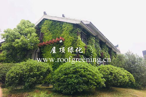 綠化墻體 新鄉(xiāng)園林綠化墻體施工圖 綠墻園林綠化