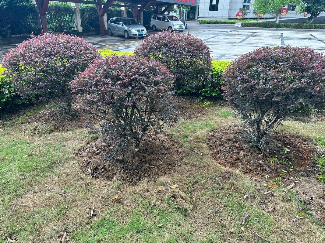 園林養(yǎng)護(hù)施工中#苗木種植基地 #園林綠化工程苗木人
